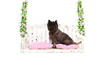 sitzender Cairn Terrier