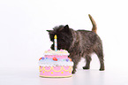 Cairn Terrier mit Torte