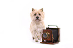 stehender Cairn Terrier