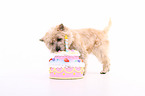 Cairn Terrier mit Torte