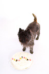 Cairn Terrier mit Torte