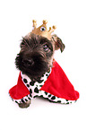 Cairn Terrier Welpe