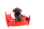 Cairn Terrier Welpe