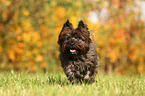 rennender Cairn Terrier