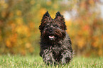 rennender Cairn Terrier