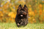 rennender Cairn Terrier