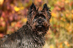 Cairn Terrier Portrait
