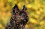 Cairn Terrier Portrait
