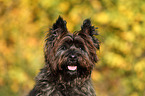 Cairn Terrier Portrait