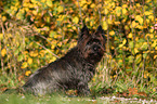 sitzender Cairn Terrier