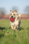 Cairn Terrier apportiert Ball