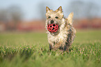 Cairn Terrier apportiert Ball