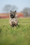 rennender Cairn Terrier