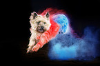 Cairn Terrier mit Holi Pulver