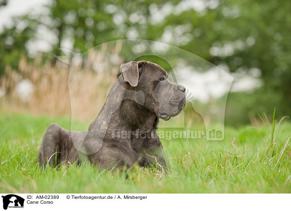 Cane Corso / AM-02389