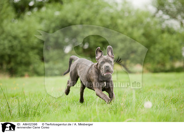 rennender Cane Corso / AM-02396