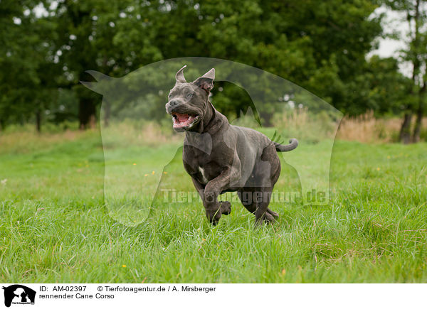 rennender Cane Corso / AM-02397