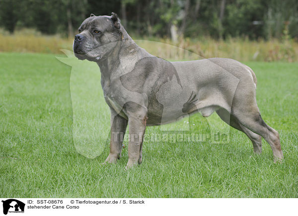 stehender Cane Corso / SST-08676