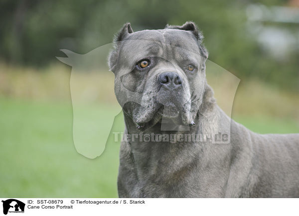 Cane Corso Portrait / SST-08679