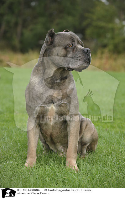 sitzender Cane Corso / SST-08684
