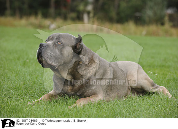 liegender Cane Corso / SST-08685