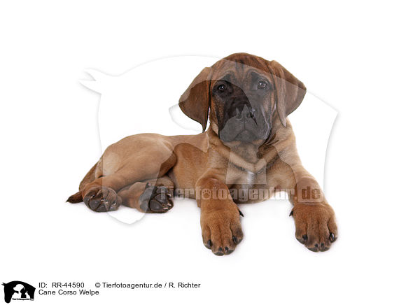 Cane Corso Welpe / RR-44590