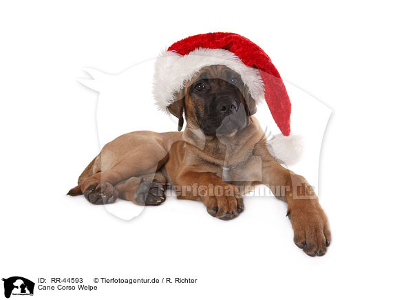 Cane Corso Welpe / RR-44593