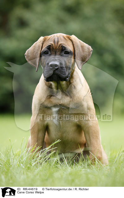 Cane Corso Welpe / RR-44619