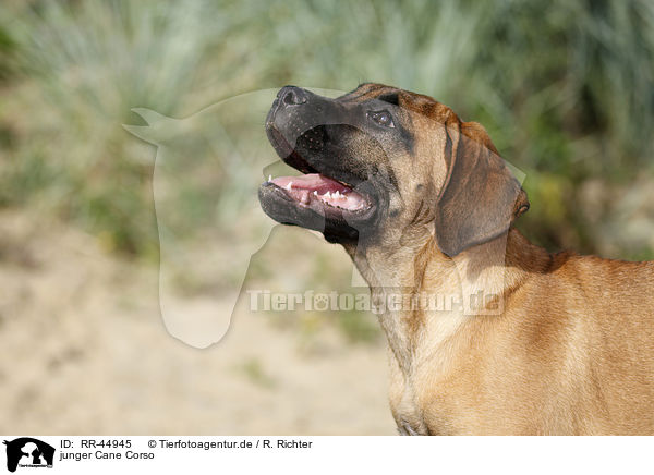 junger Cane Corso / RR-44945