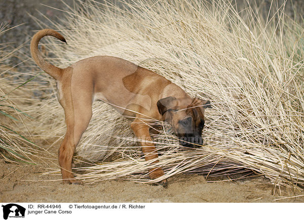 junger Cane Corso / young Cane Corso / RR-44946