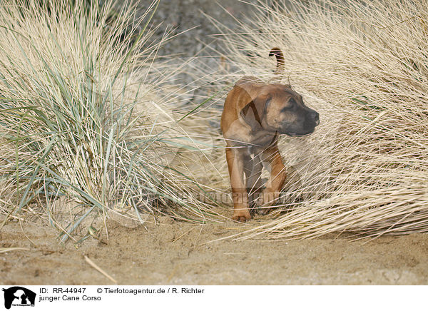 junger Cane Corso / young Cane Corso / RR-44947