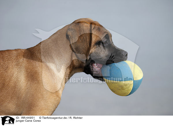 junger Cane Corso / RR-44951