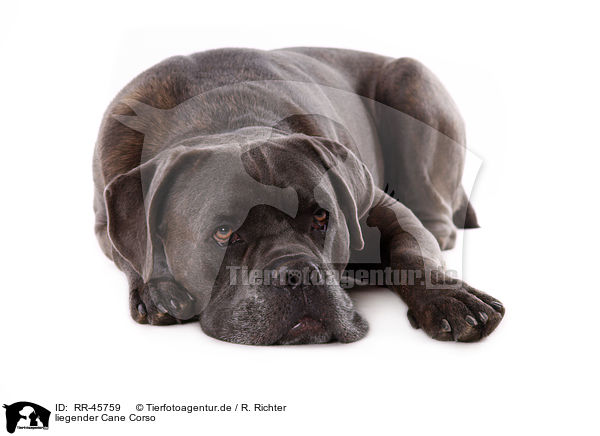 liegender Cane Corso / RR-45759