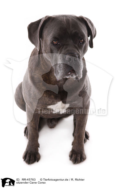 sitzender Cane Corso / sitting Cane Corso / RR-45763