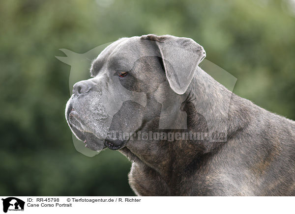 Cane Corso Portrait / RR-45798