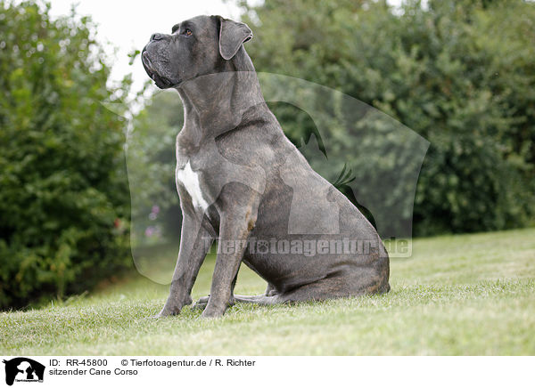 sitzender Cane Corso / RR-45800