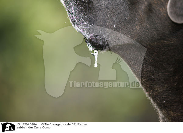 sabbernder Cane Corso / driveling Cane Corso / RR-45804