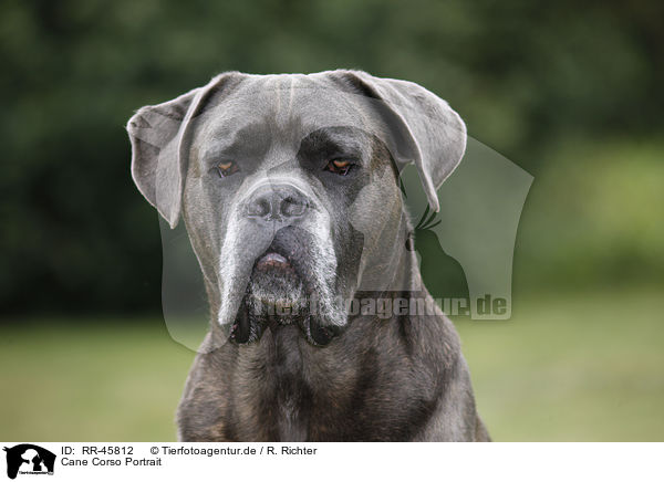 Cane Corso Portrait / RR-45812
