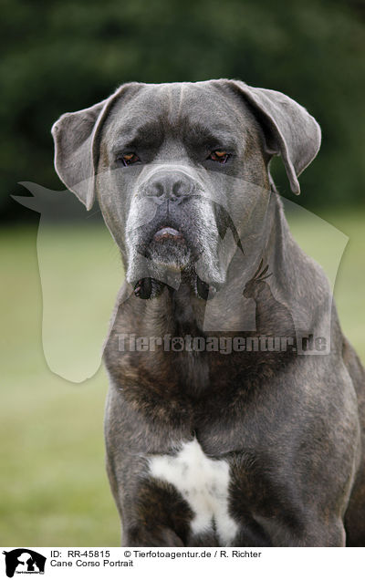 Cane Corso Portrait / RR-45815