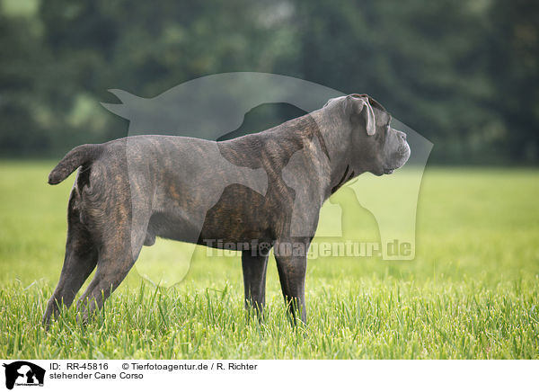 stehender Cane Corso / RR-45816
