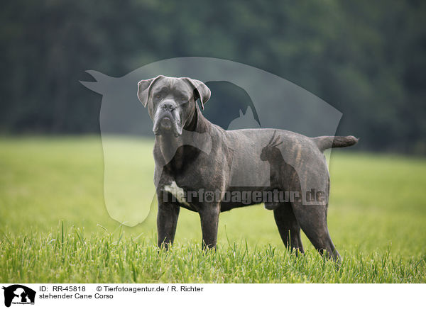 stehender Cane Corso / RR-45818