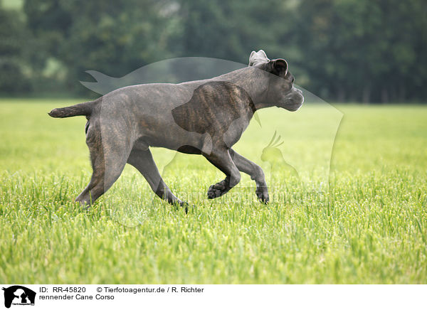 rennender Cane Corso / running Cane Corso / RR-45820