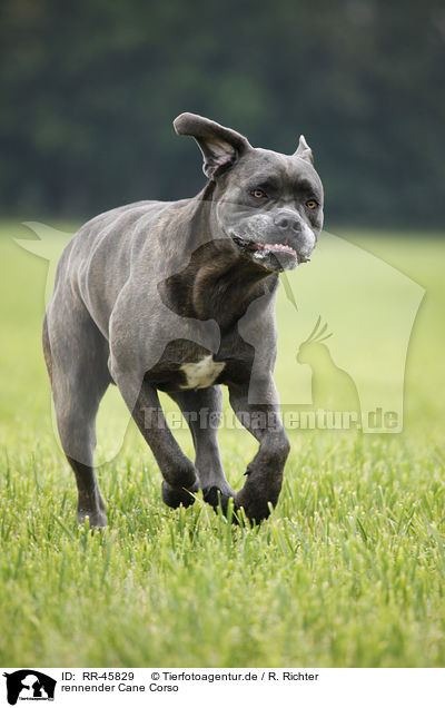 rennender Cane Corso / running Cane Corso / RR-45829