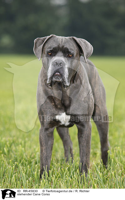 stehender Cane Corso / RR-45830