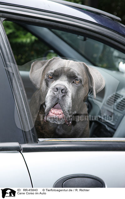 Cane Corso im Auto / RR-45840