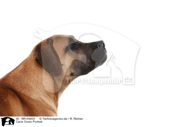Cane Corso Portrait / RR-49805