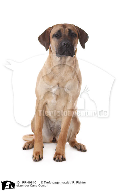 sitzender Cane Corso / RR-49810