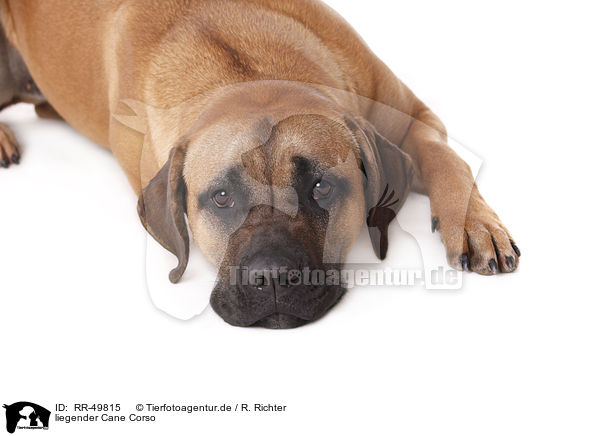 liegender Cane Corso / RR-49815