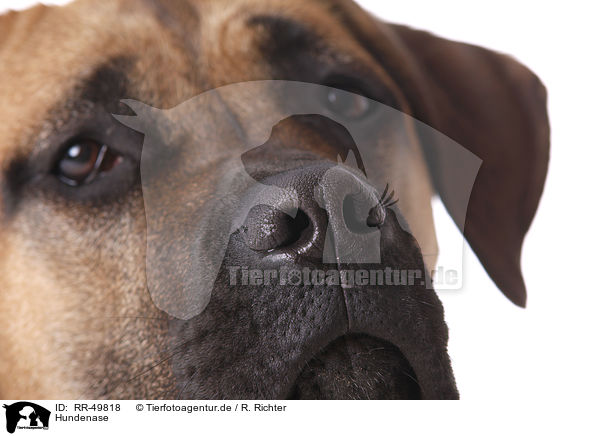 Hundenase / dog nose / RR-49818