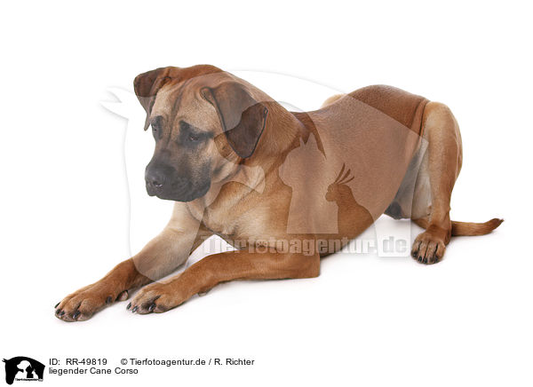 liegender Cane Corso / RR-49819